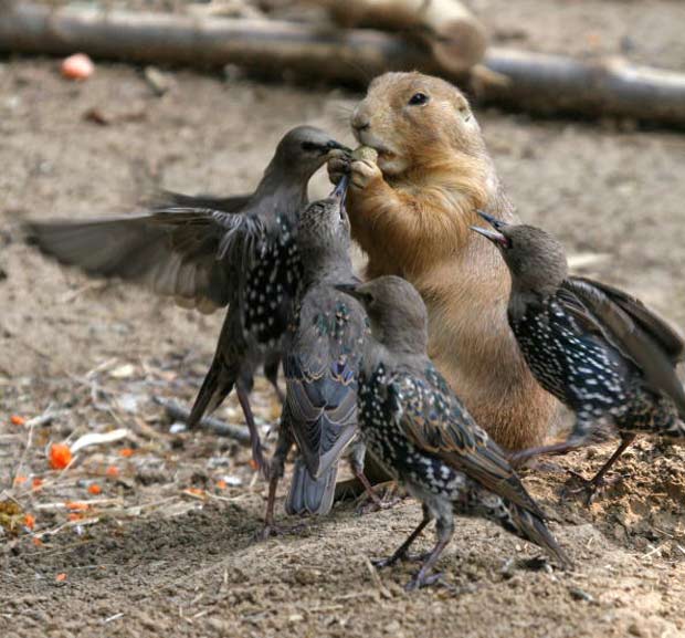 Pássaros tentam roubar noz de cão-da-pradaria em zoológico de St. Louis, nos EUA. A imagem foi feita em setembro de 2010. (Foto: Tad Arensmeier/Barcroft Media/Getty Images)