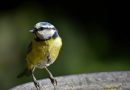 Pássaros que ficam mais tempo no ninho vivem mais, indica pesquisa