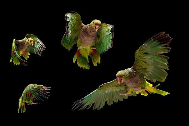 Девятисот пятидесяти шести попугаев. Стая попугаев. Кубанский попугай. Стая попугаев в полете. Стая зелёных попугаев.